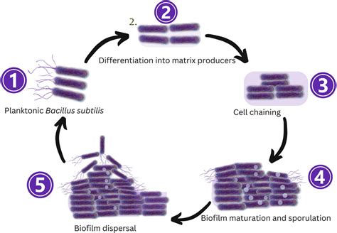 Exploring Bacillus subtilis: Ecology, biotechnological applications .